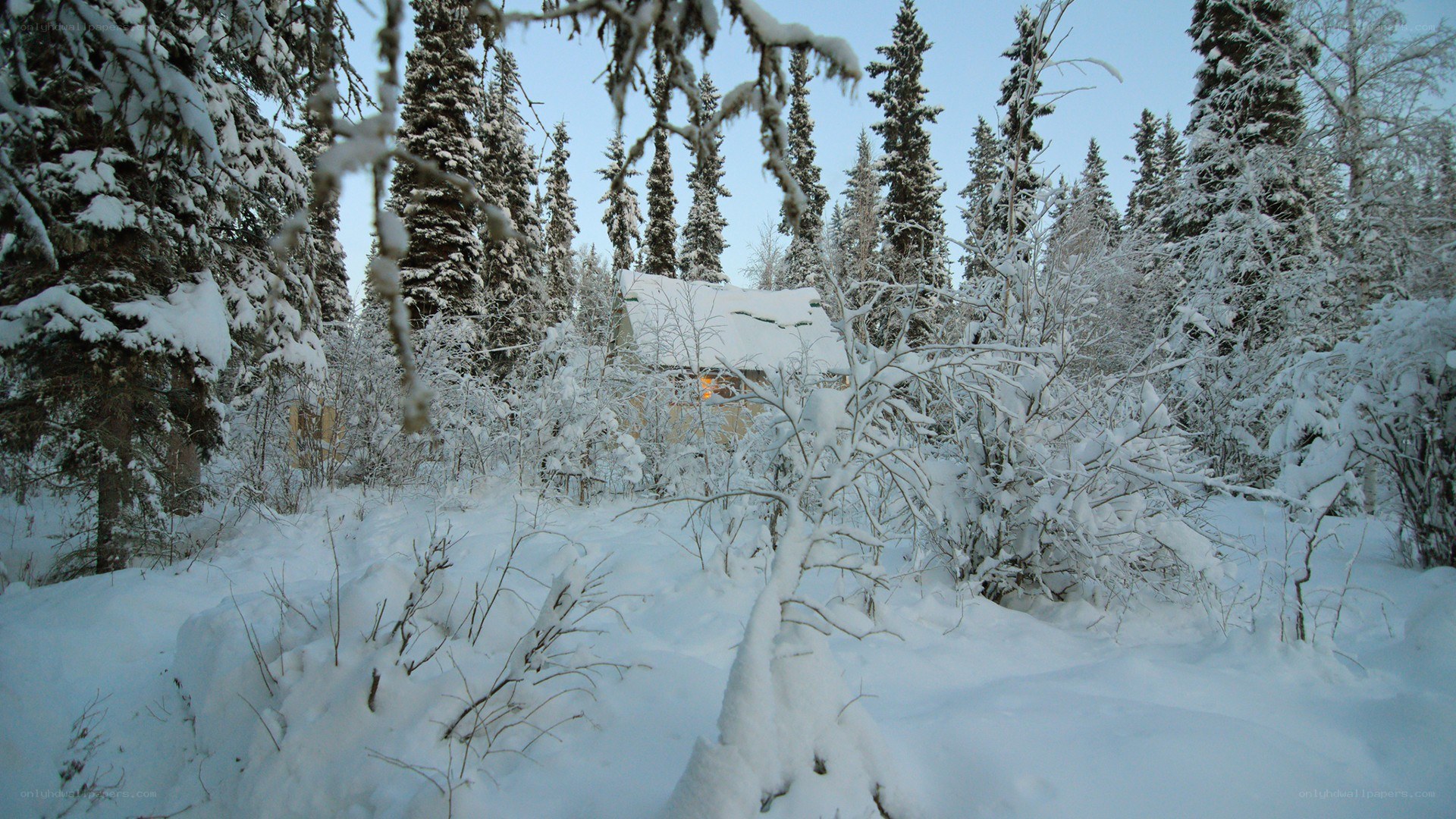 snow-covered cabin in forest