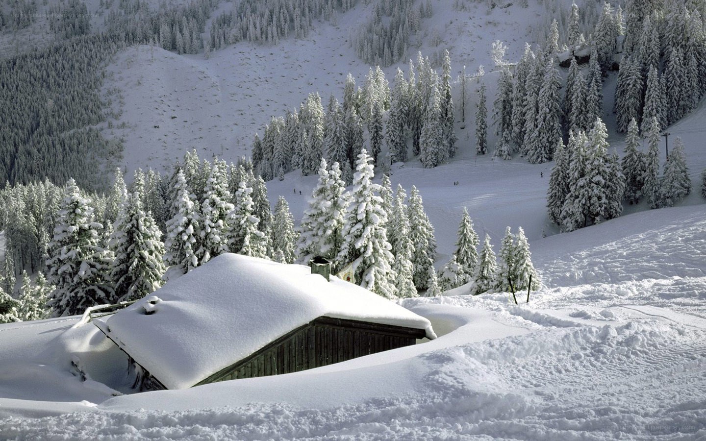 Snow-covered cabin in winter forest