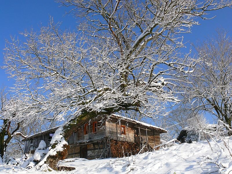 Snow-covered Cabin — White, Serene, Winter, Photograph, Tree