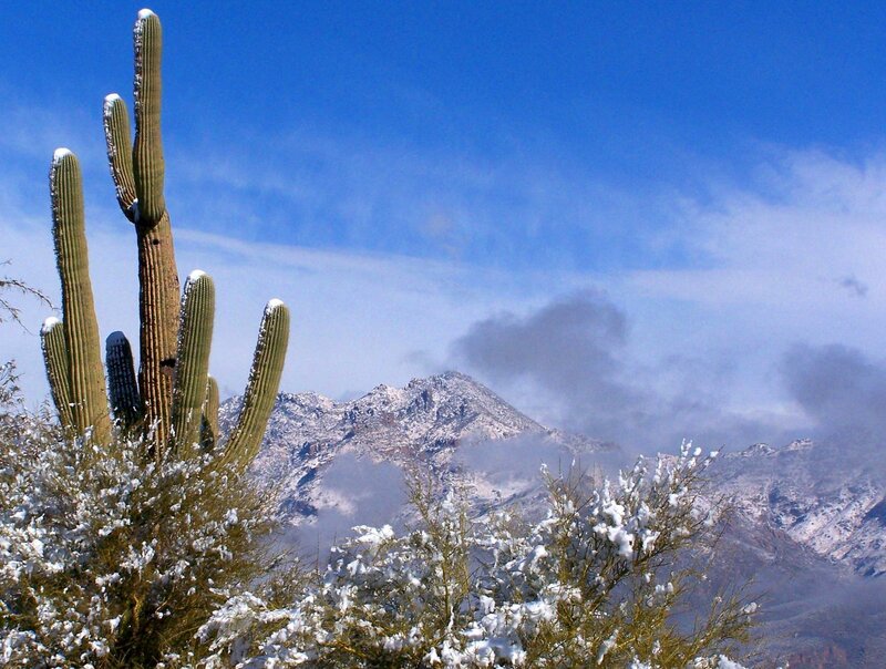 Snow-covered cactus and mountains