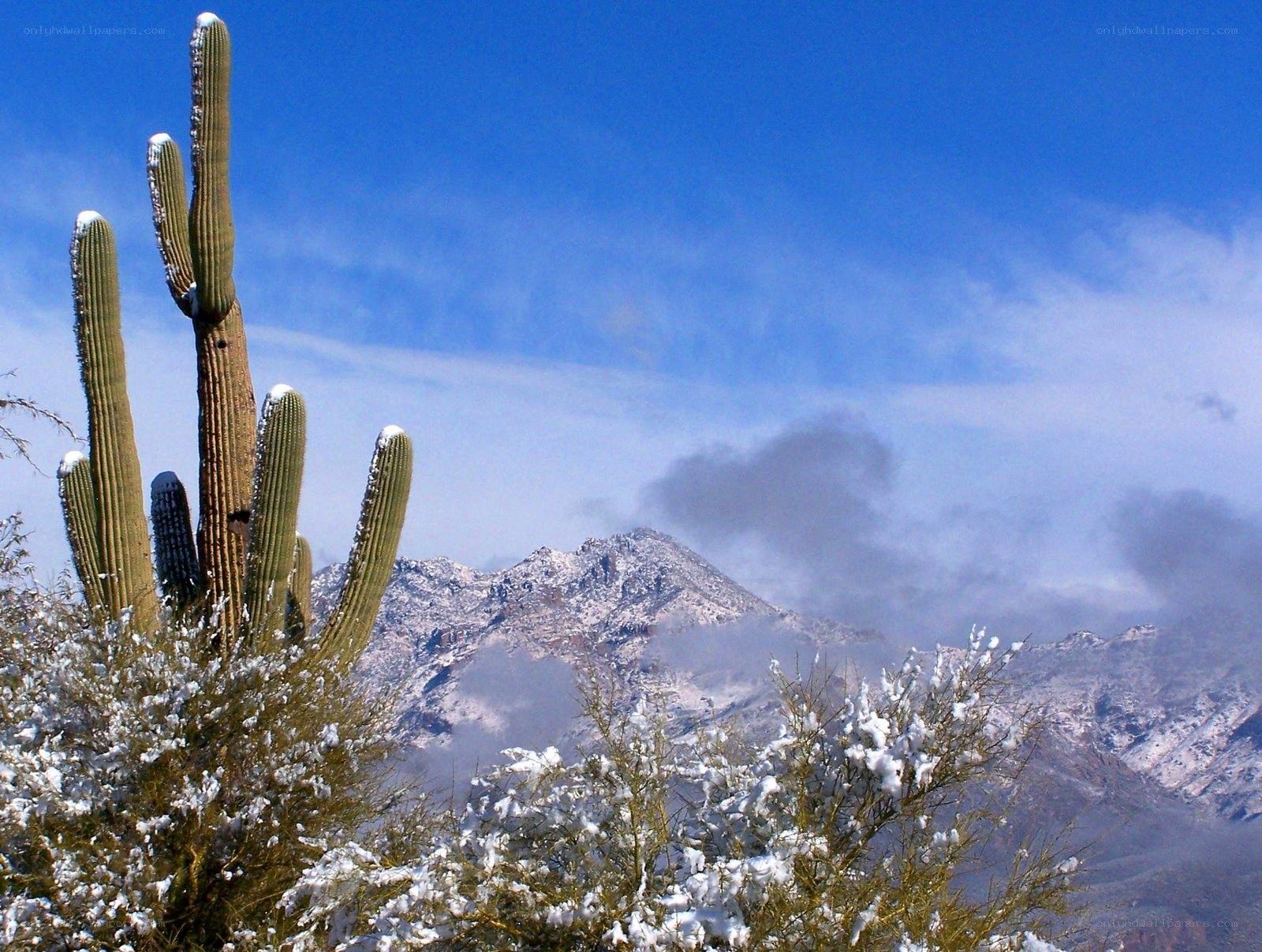Snow-covered cactus and mountains
