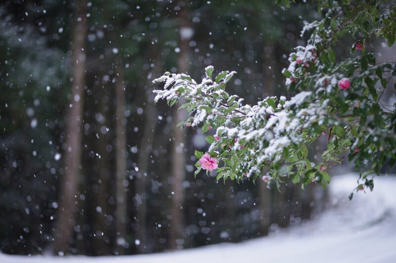 Snow-covered Camellia Branch