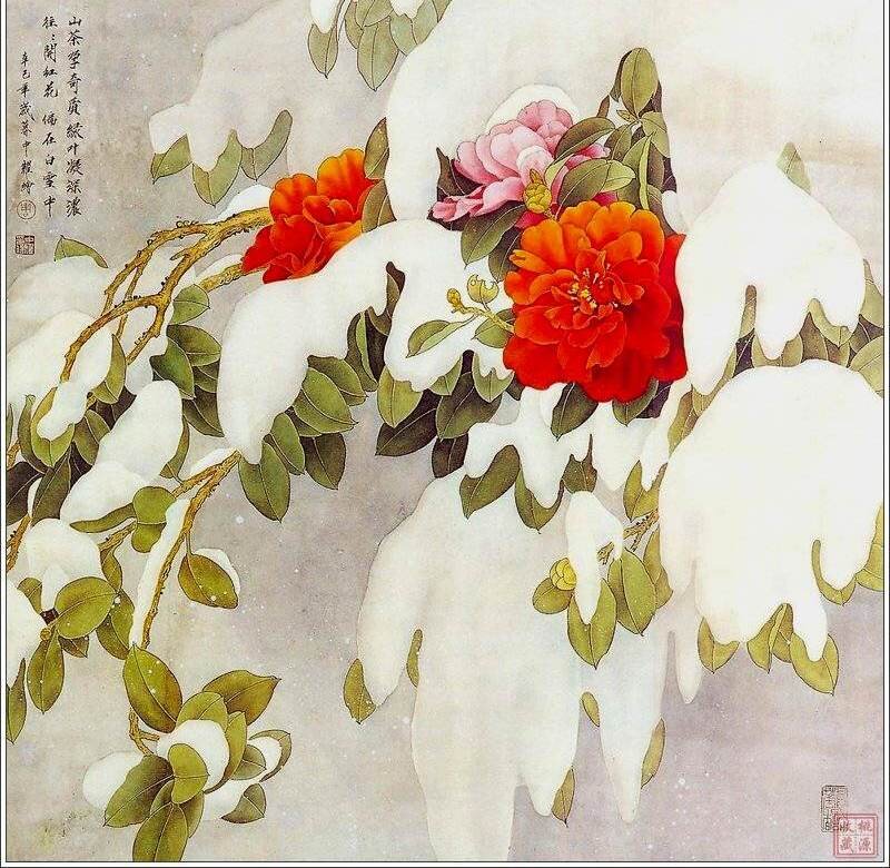 Snow-covered Camellias