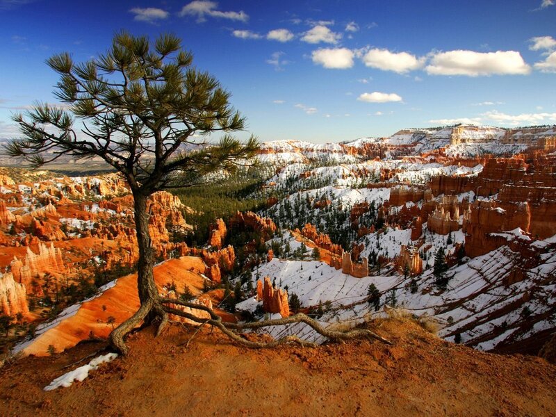 Snow-covered canyon with lone pine