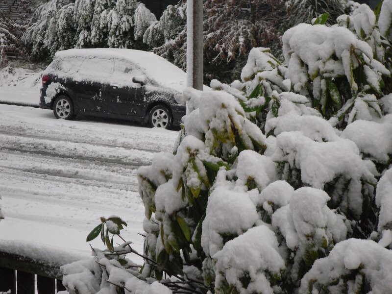 Snow-covered car and bushes