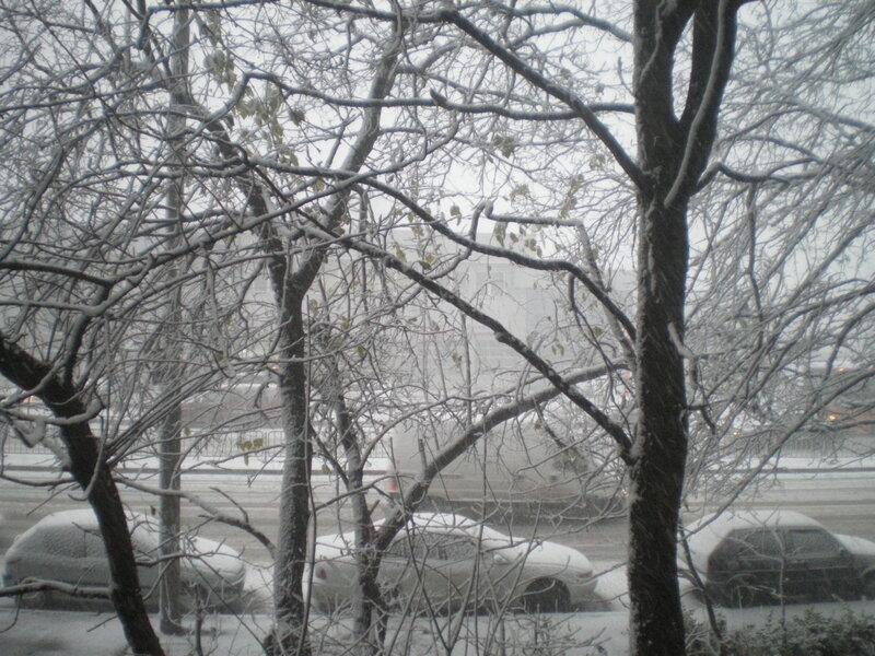 Snow-covered Cars and Trees