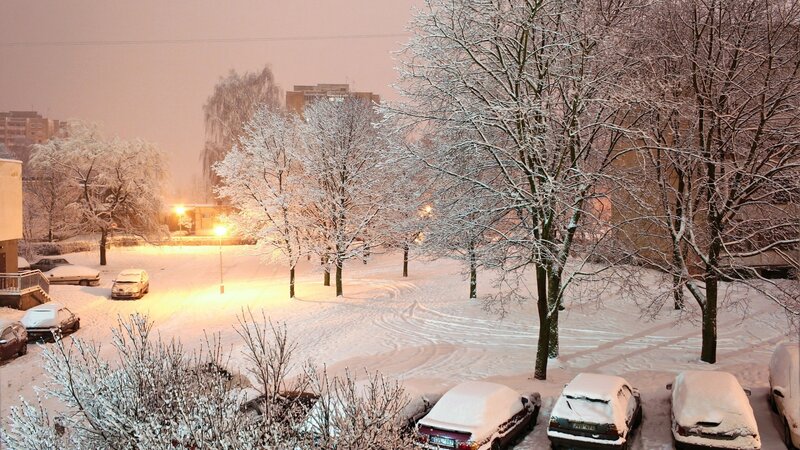 Snow-covered Cars and Trees — White