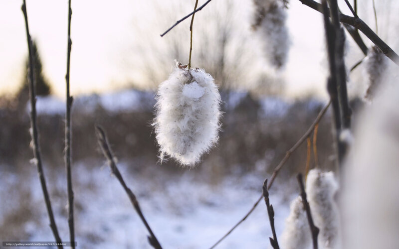 Snow-covered catkins in winter