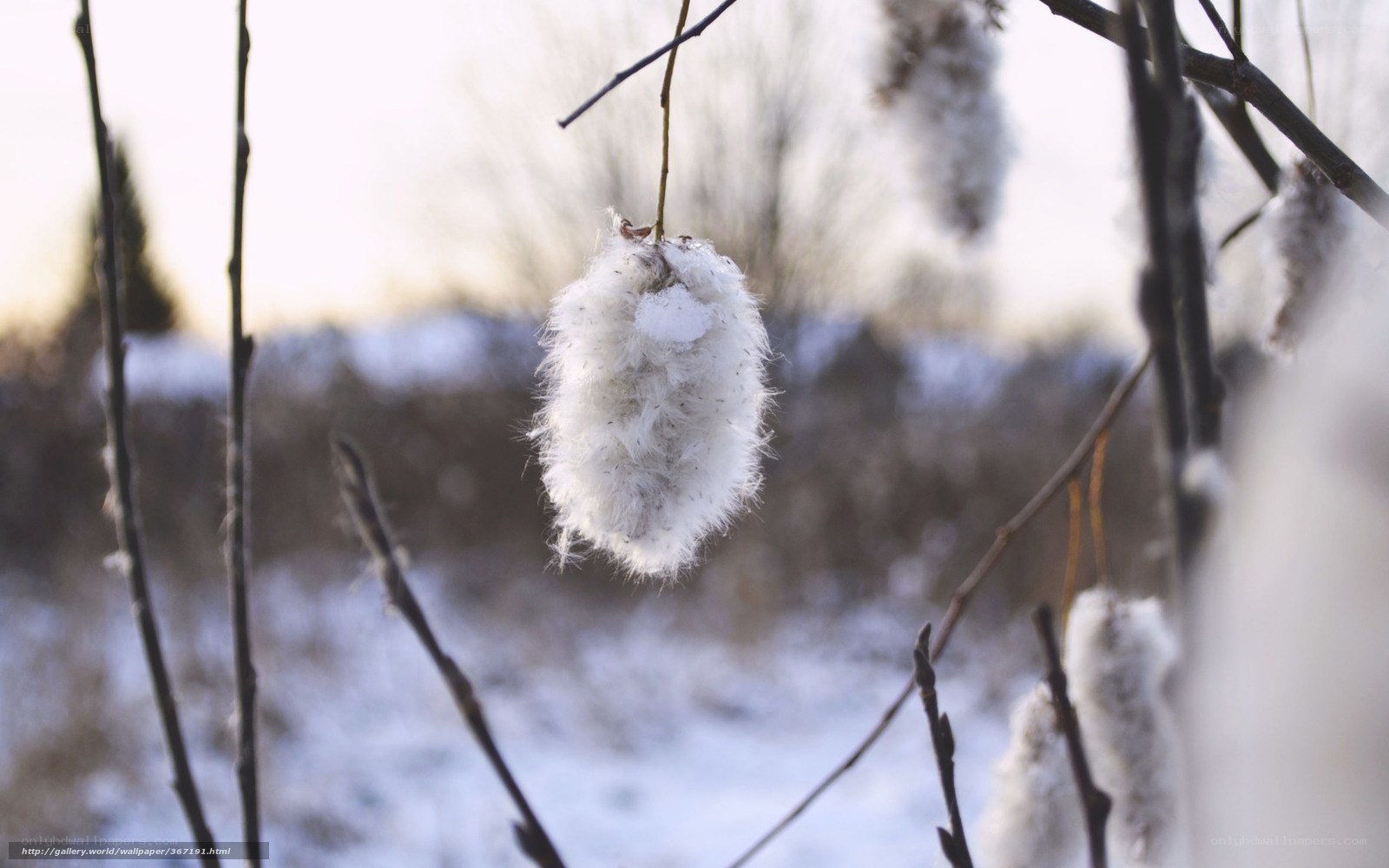 Snow-covered catkins in winter