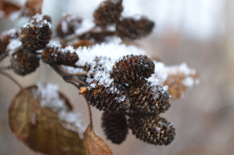 Snow-covered Catkins