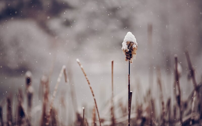 Snow-covered Cattail