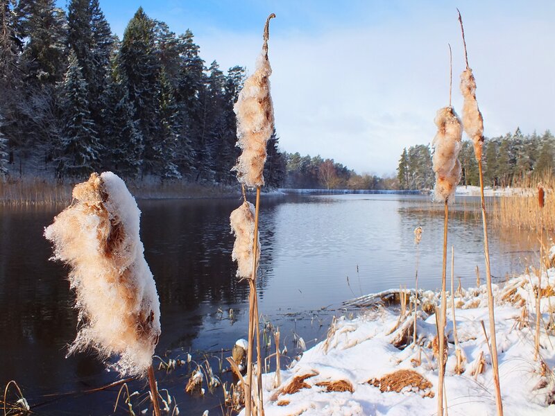 Snow-covered Cattails