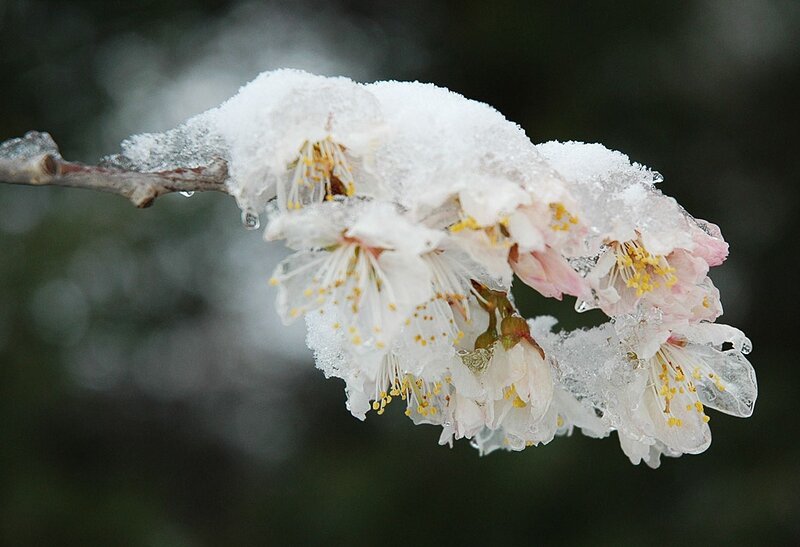 Snow-covered cherry blossoms