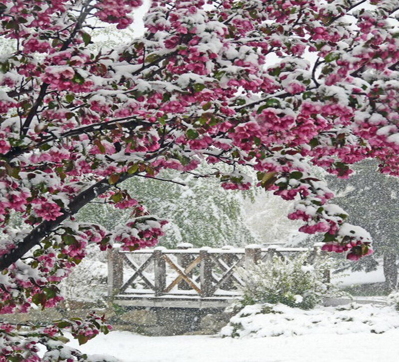 Snow-covered Cherry Blossoms — Pink