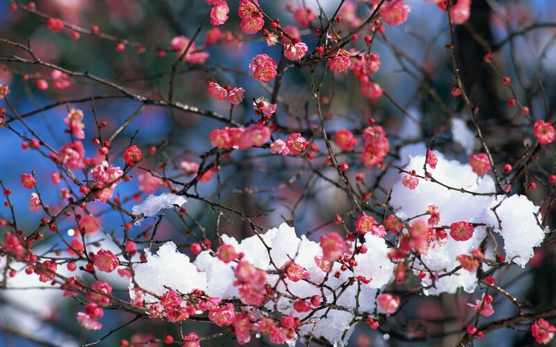 Snow-covered cherry blossoms