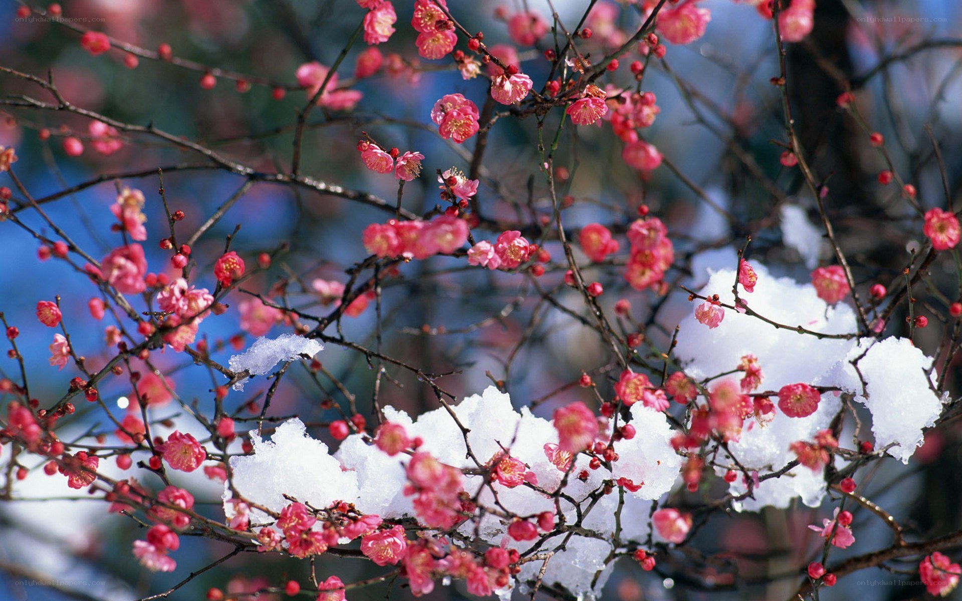 Snow-covered cherry blossoms