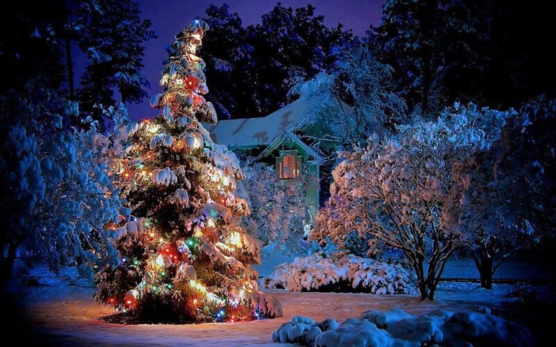 Snow-covered Christmas Tree — Blue, Festive, Night