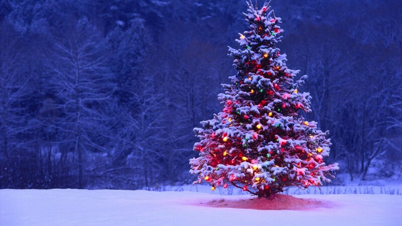 Snow-covered Christmas Tree — Blue, Serene, Night, Photograph, Lights, Snow, Forest, White, Red