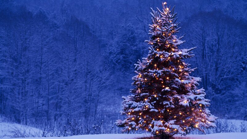 Snow-covered Christmas Tree — Blue, Serene, Night, Photograph, Lights, Snow, Forest, White, Yellow
