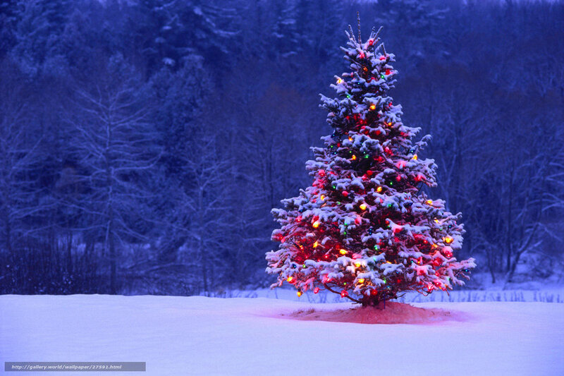 Snow-covered Christmas Tree — Blue, Serene, Night, Photograph