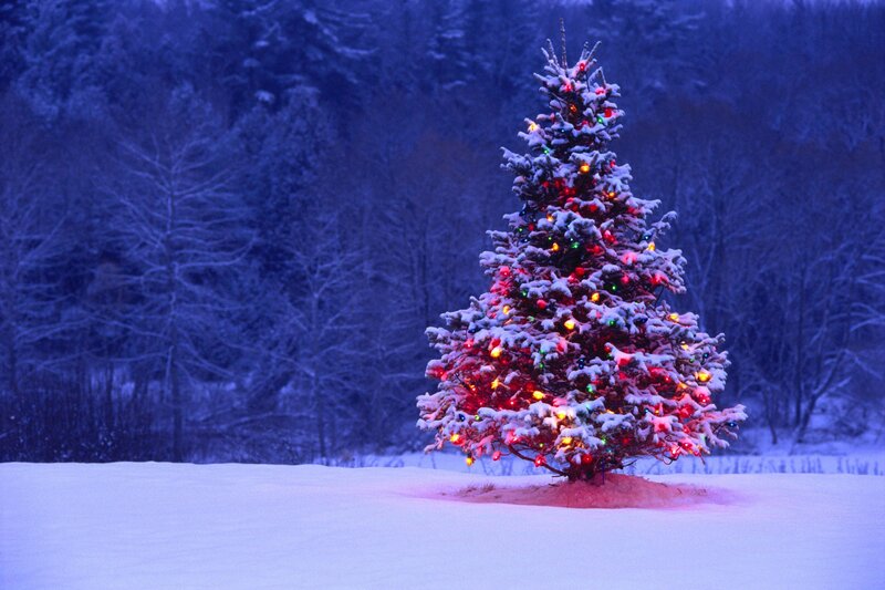 Snow-covered Christmas Tree — Blue, Serene, Winter, Photograph, Lights, Snow, Forest, White