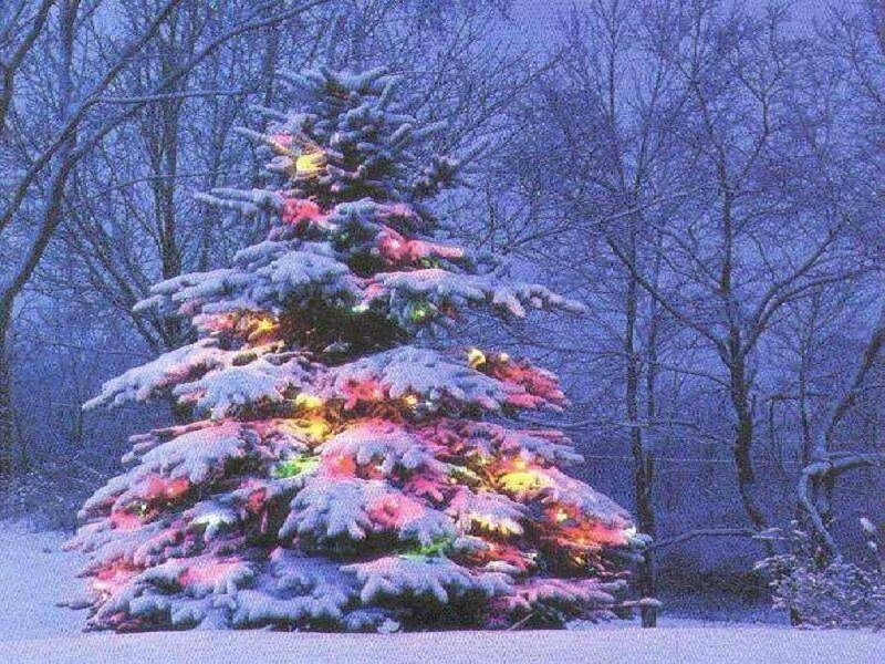 Snow-covered Christmas Tree — Blue, Serene, Winter, Photograph
