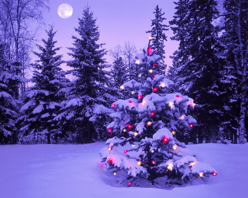 Snow-covered Christmas Tree — Purple, Serene, Night