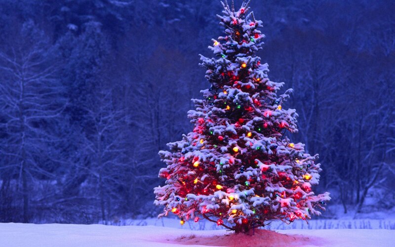 Snow-covered Christmas Tree — Serene