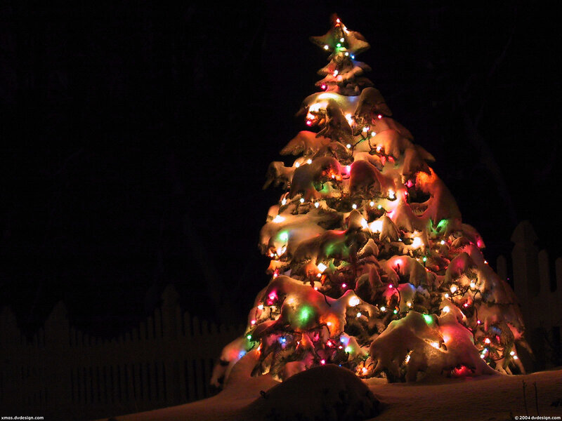 Snow-covered Christmas Tree — White, Festive, Night, Photograph, Lights, Fence
