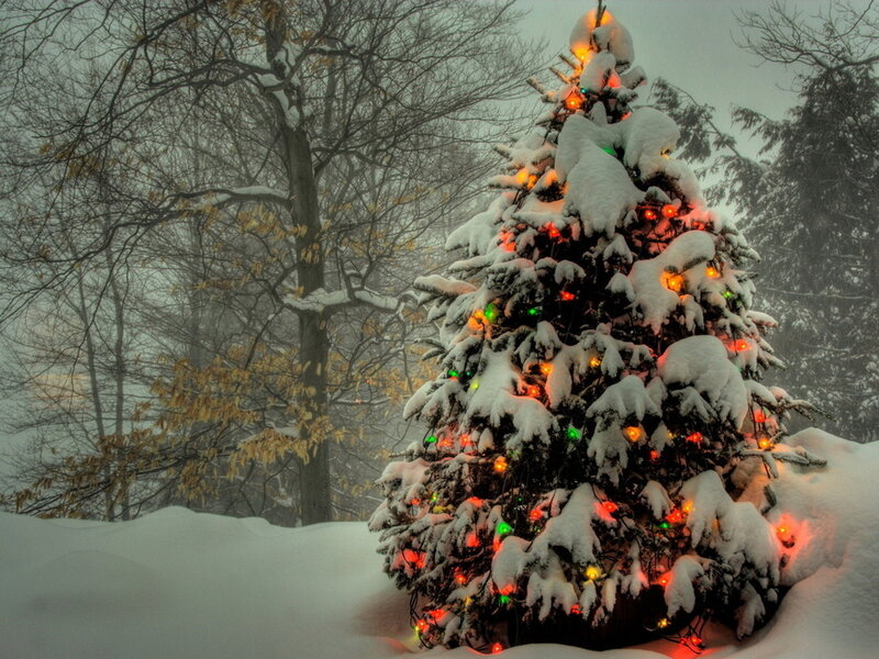 Snow-covered Christmas Tree — White, Festive, Winter