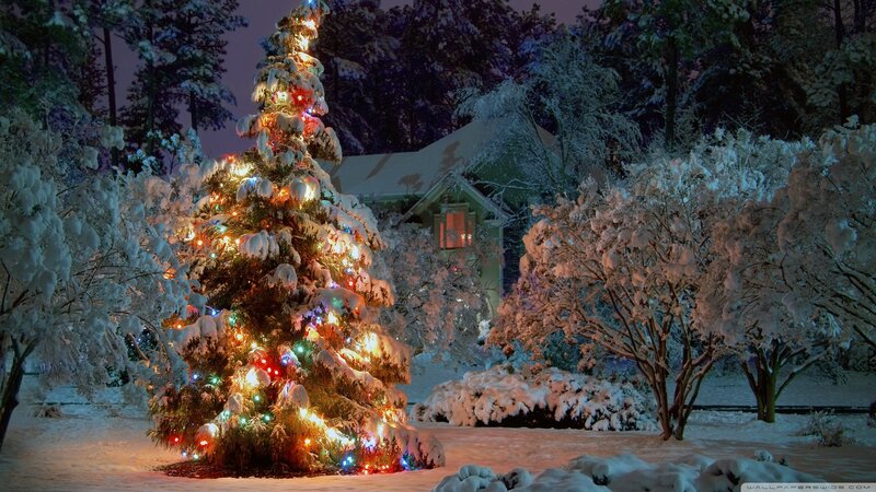 Snow-covered Christmas Tree — White, Peaceful, Night, Photograph