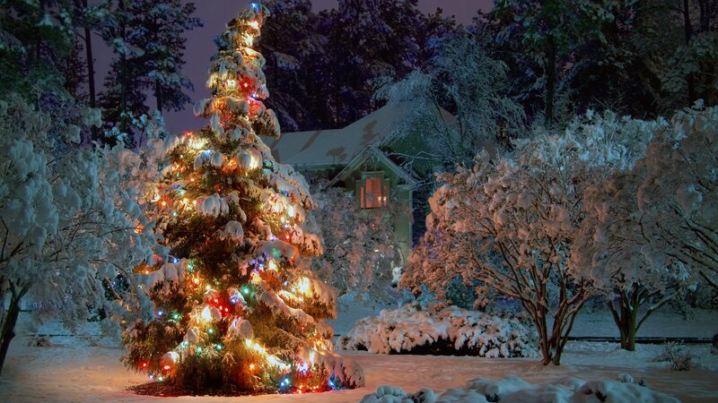 Snow-covered Christmas Tree — White, Peaceful, Night
