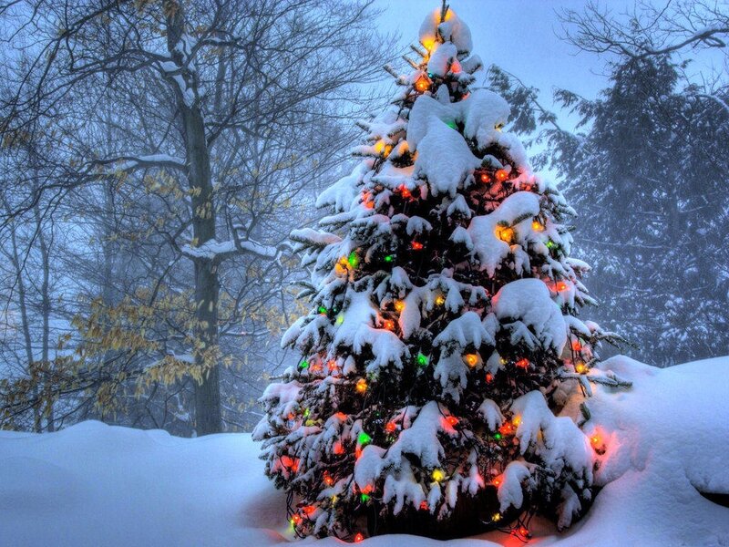 Snow-covered Christmas Tree — White, Peaceful, Winter, Photograph