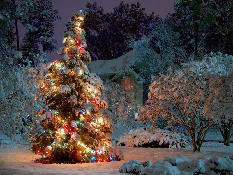 Snow-covered Christmas Tree — White, Serene, Night, Photograph, House, Trees, Lights