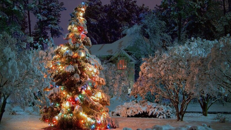 Snow-covered Christmas Tree — White, Serene, Night, Photograph, House, Trees, Snow