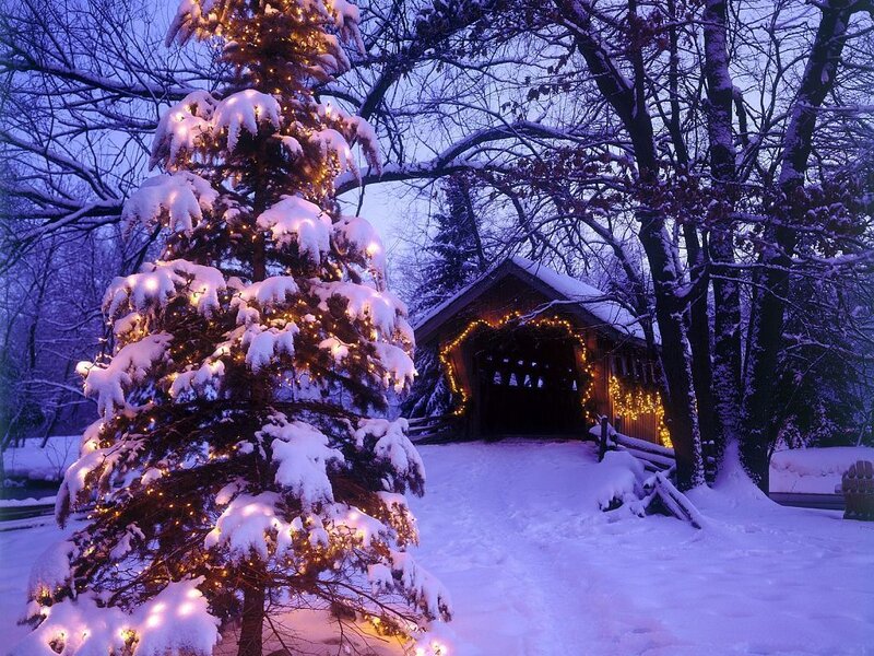 Snow-covered Christmas Tree — White, Serene