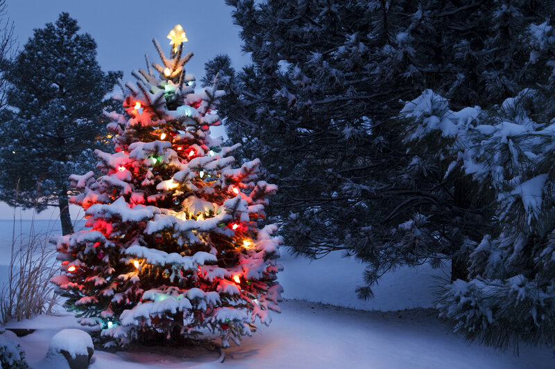Snow-covered Christmas Tree — White, Serene, Winter, Photograph, Lights, Snow, Pine Trees, Night Sky
