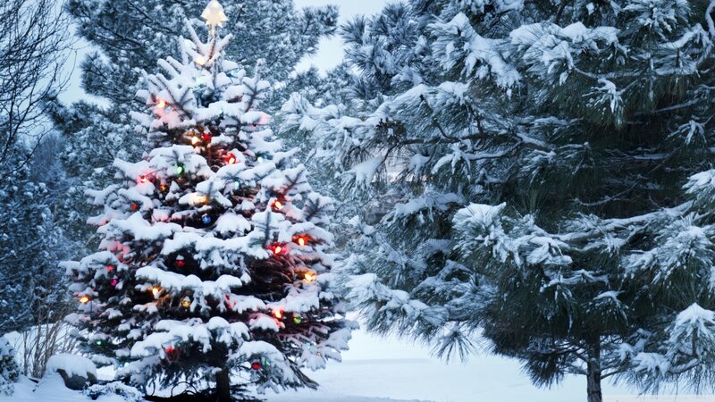 Snow-covered Christmas Tree — White, Serene, Winter, Photograph, Lights, Snow, Pine Trees, Star