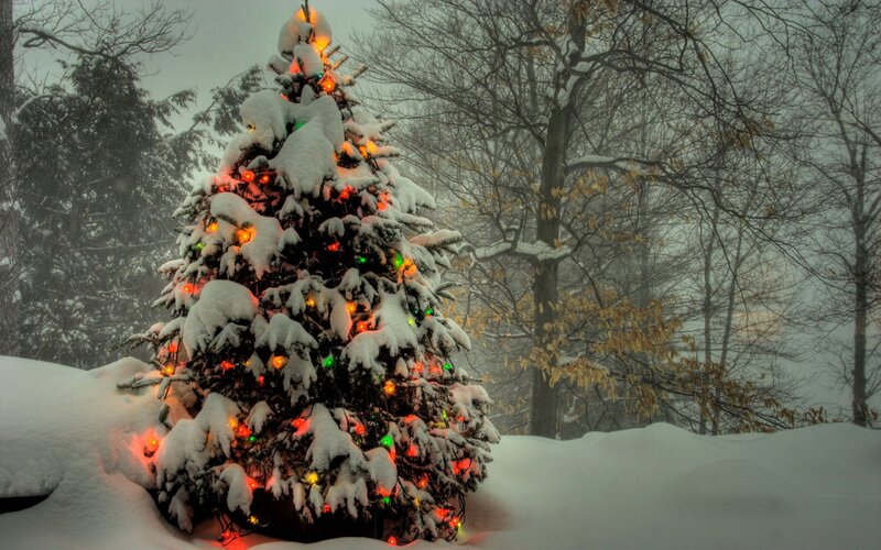 Snow-covered Christmas Tree — White, Serene, Winter, Photograph, Lights, Snow, Trees, Fog