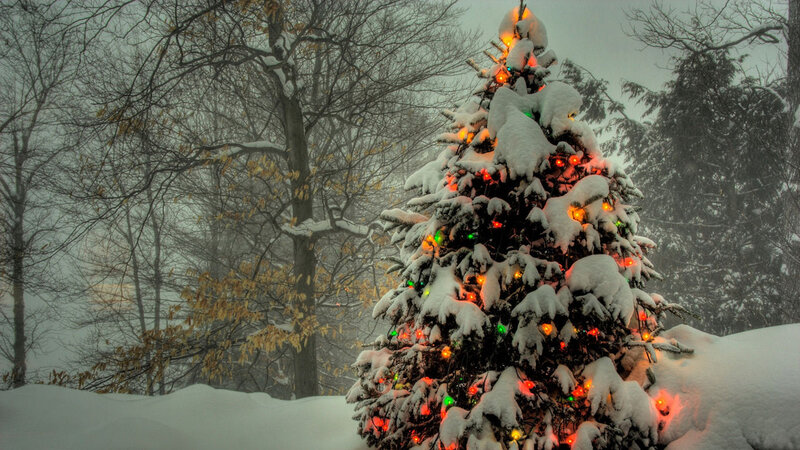Snow-covered Christmas Tree — White, Serene, Winter, Photograph, Lights, Snow, Trees, Forest