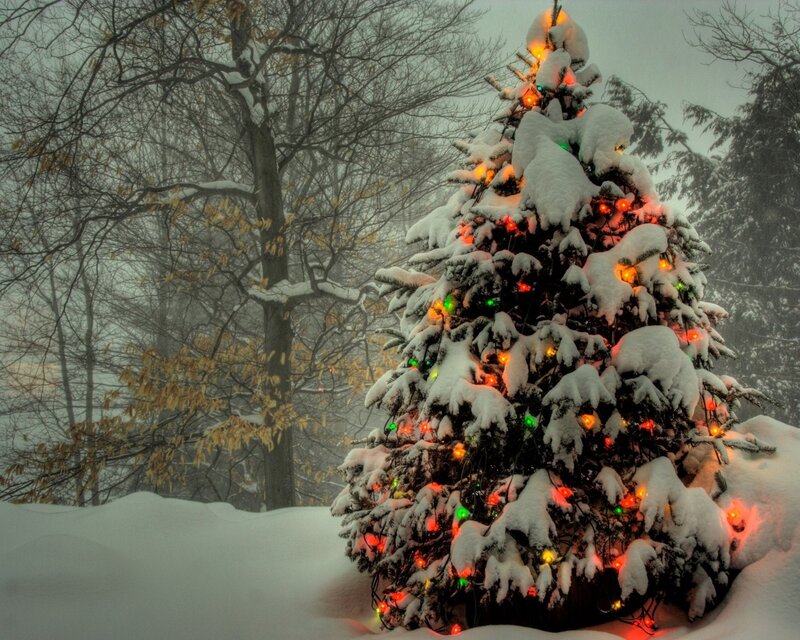 Snow-covered Christmas Tree — White, Serene, Winter, Photograph, Lights