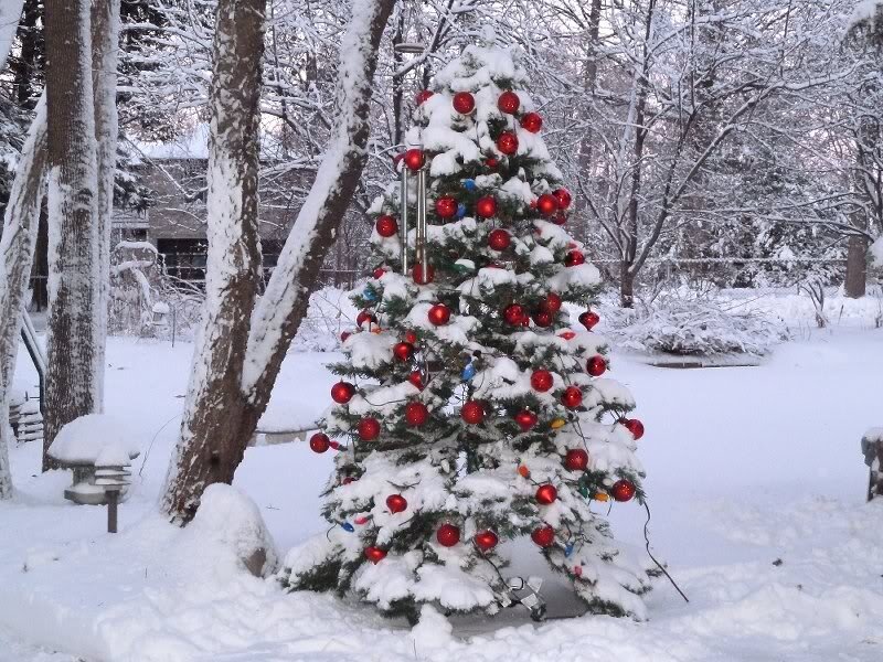 Snow-covered Christmas Tree — White, Serene, Winter, Photograph