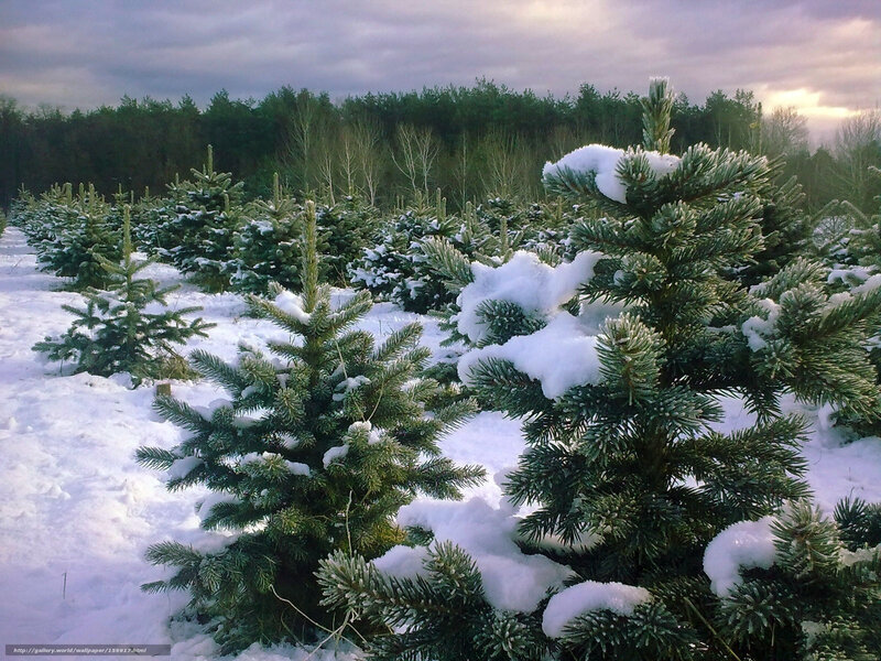Snow-covered Christmas trees in winter