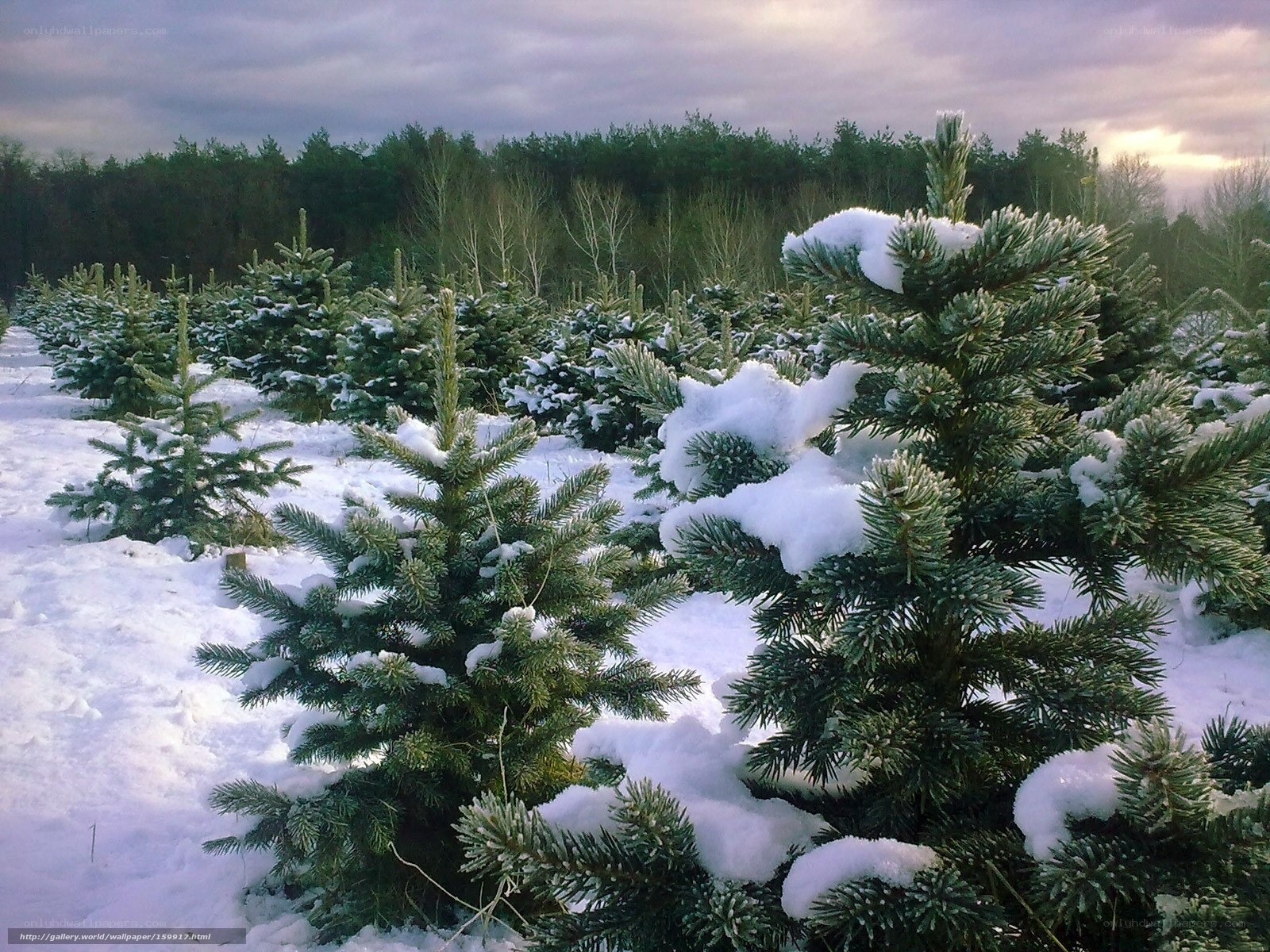 Snow-covered Christmas trees in winter