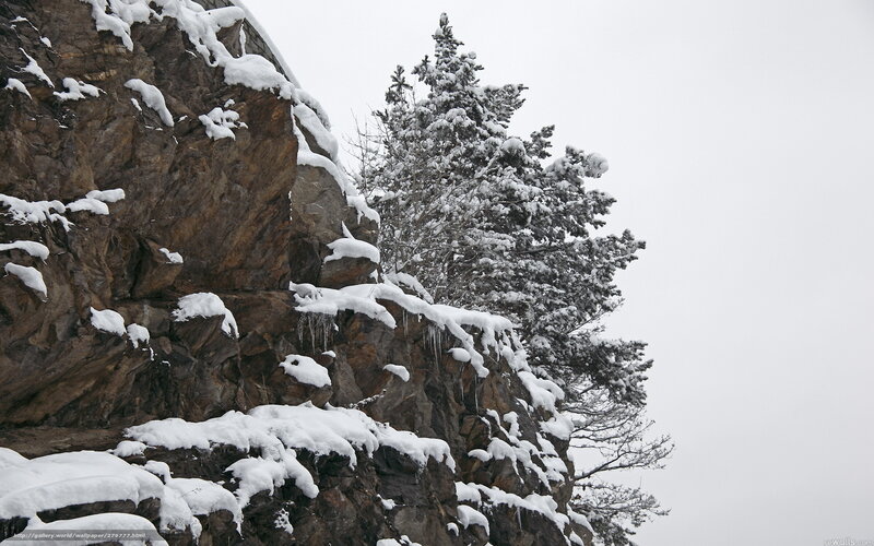 Snow-covered cliff and pine tree