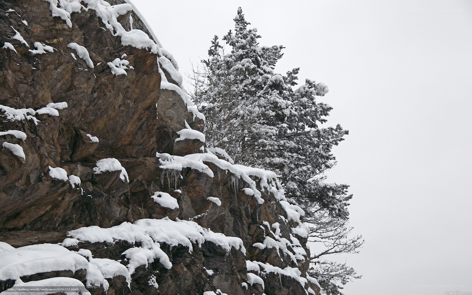 Snow-covered cliff and pine tree