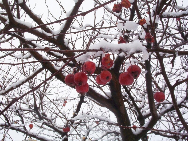 Snow-covered crab apples