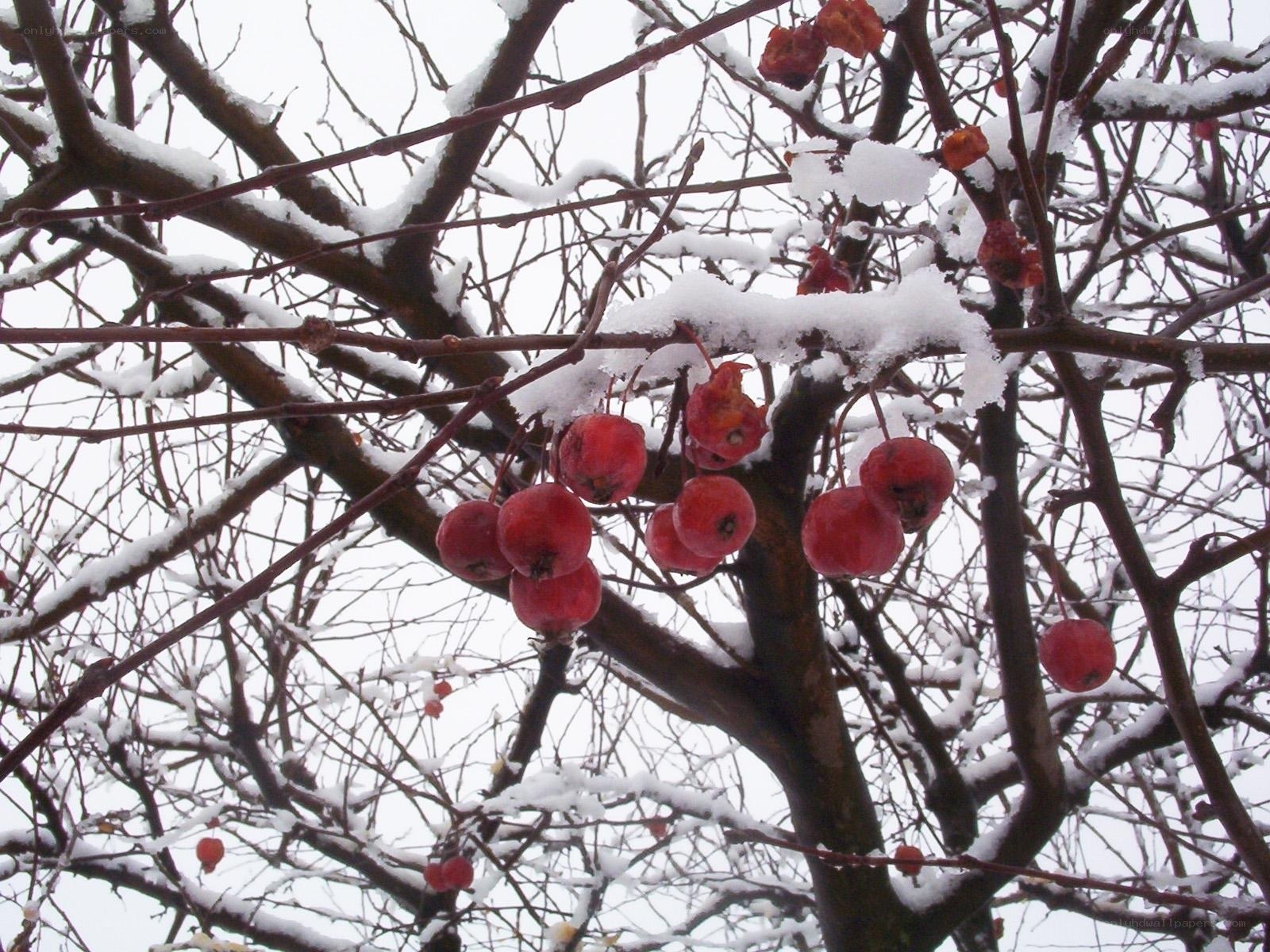 Snow-covered crab apples