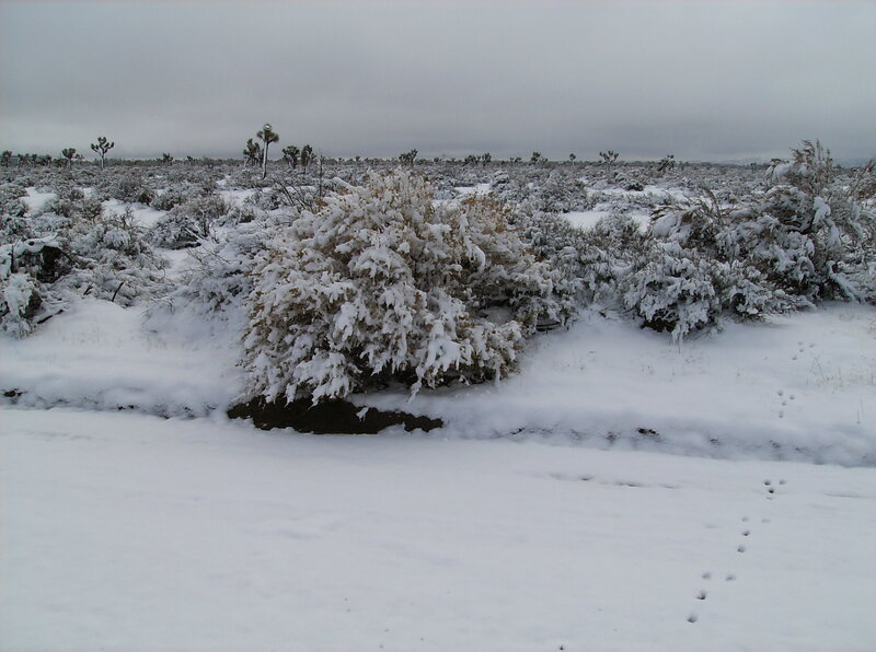 Snow-covered Desert Shrubs
