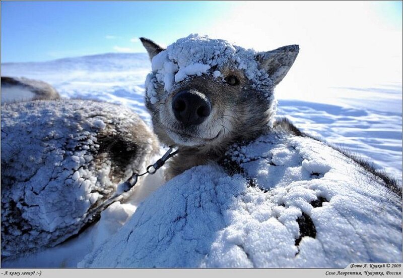 Snow-covered Dog in Snow
